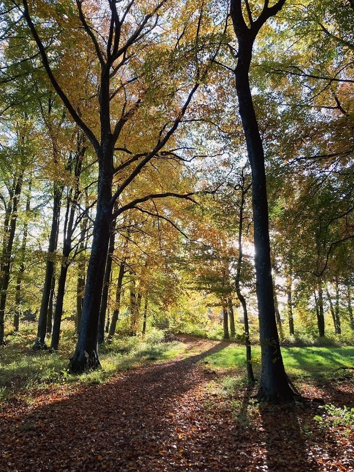 A forest scene with tall trees and a dirt path covered in fallen leaves during daytime, with sunlight filtering through the foliage.