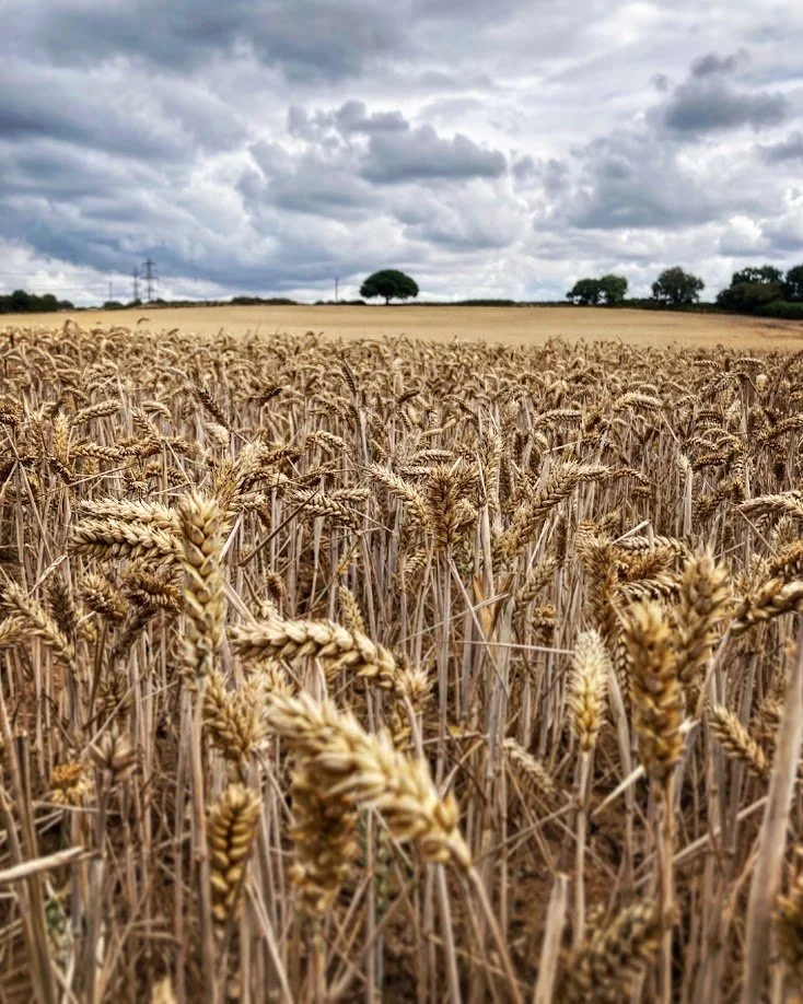 A wheat field under a cloudy sky with trees and power lines in the background.