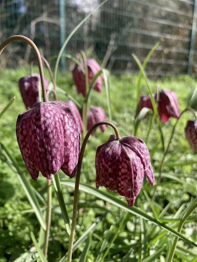 Close-up of purple, bell-shaped flowers hanging downward with green stems, set against a background of green grass and a wire fence.