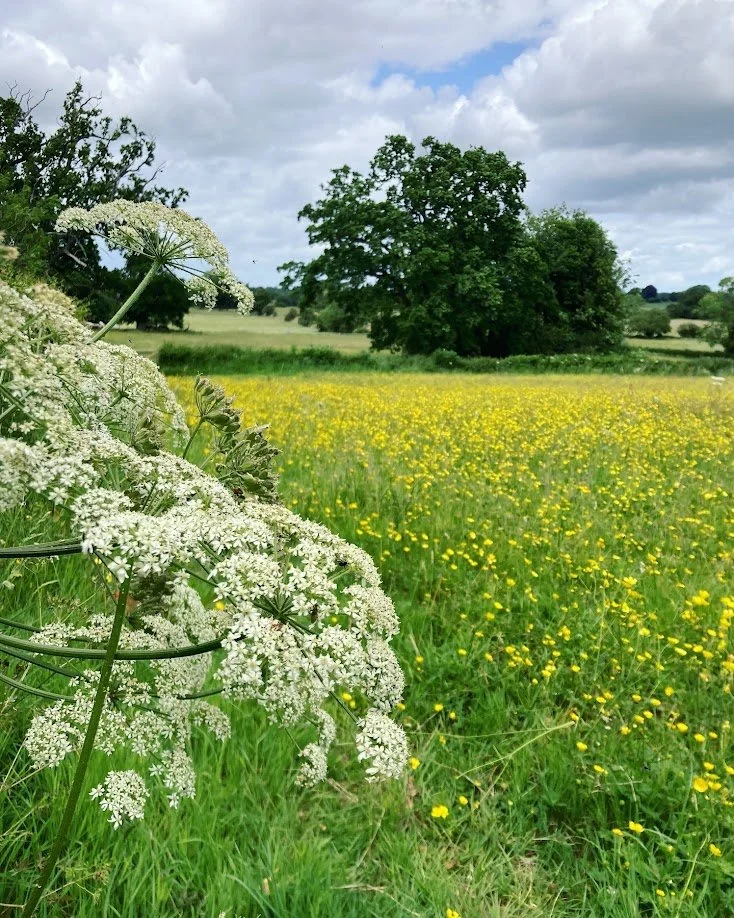 A scenic countryside field with white wildflowers in the foreground, yellow wildflowers across the field, and a large leafy tree in the distance under a partly cloudy sky.