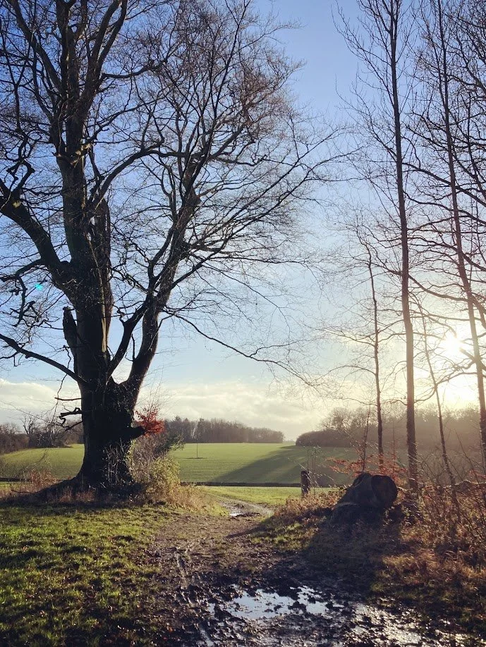 A large leafless tree next to a dirt pathway with puddles, leading to an open grassy field and trees in the distance, under a clear blue sky with the sun shining.