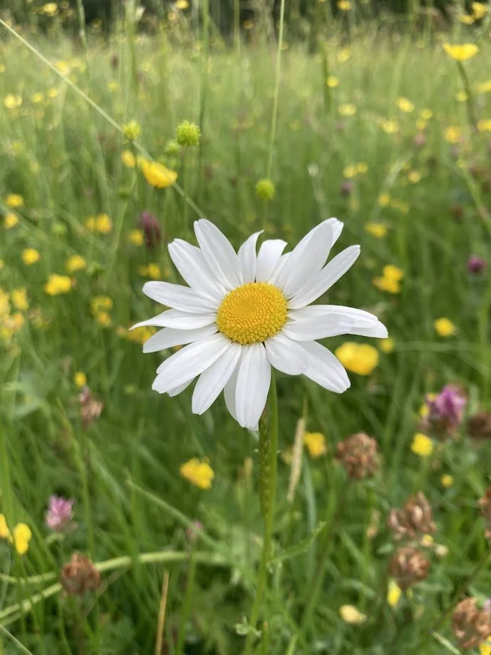 Close-up of a daisy flower with white petals and a yellow center, in a green meadow with small yellow, purple, and brown flowers.