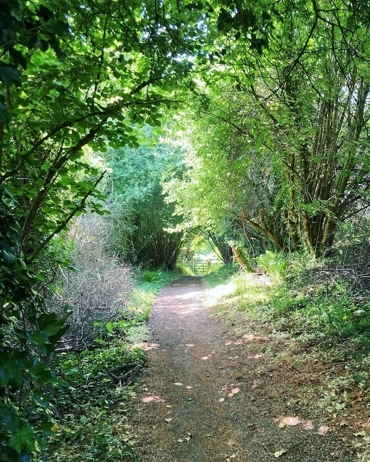 A dirt path winding through a lush, green forest with overhanging tree branches and sunlight filtering through the leaves.