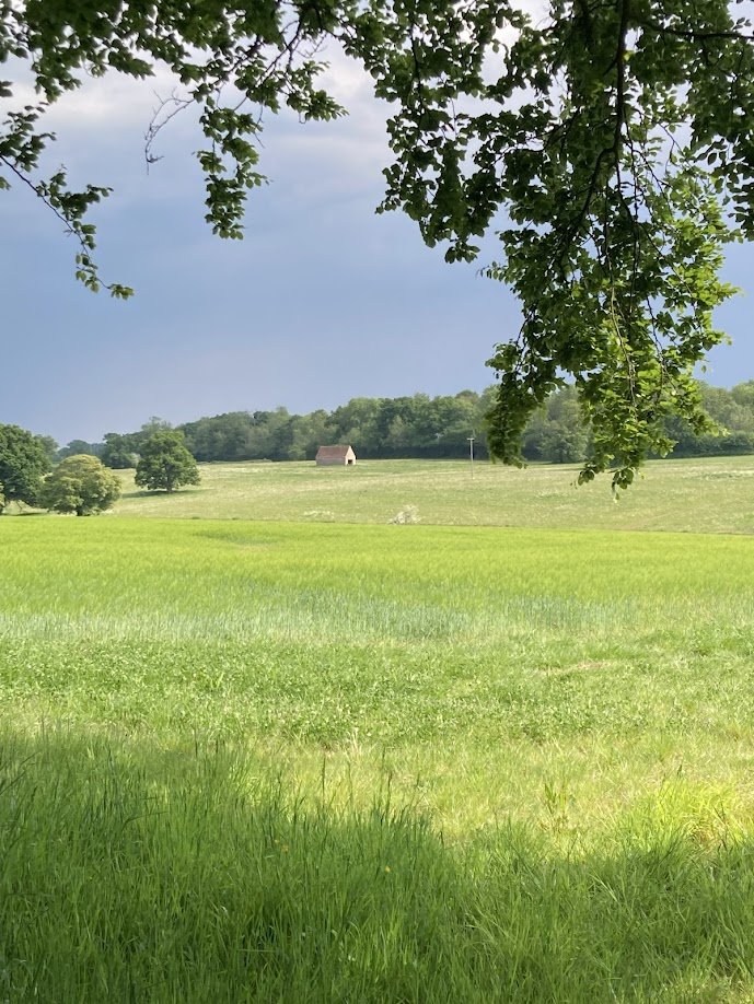 Open field with green grass, trees in the background, and a small barn in the distance under a partly cloudy sky, with tree branches hanging overhead.