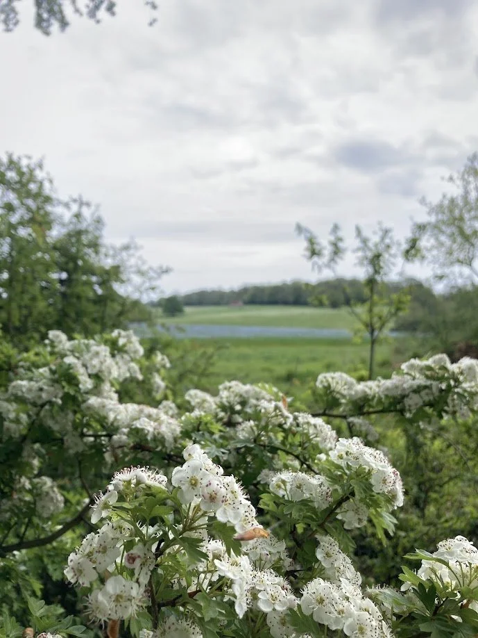 Blooming white flowers on branches with green leaves, set against a background of a green landscape with trees, a small body of water, and a cloudy sky.