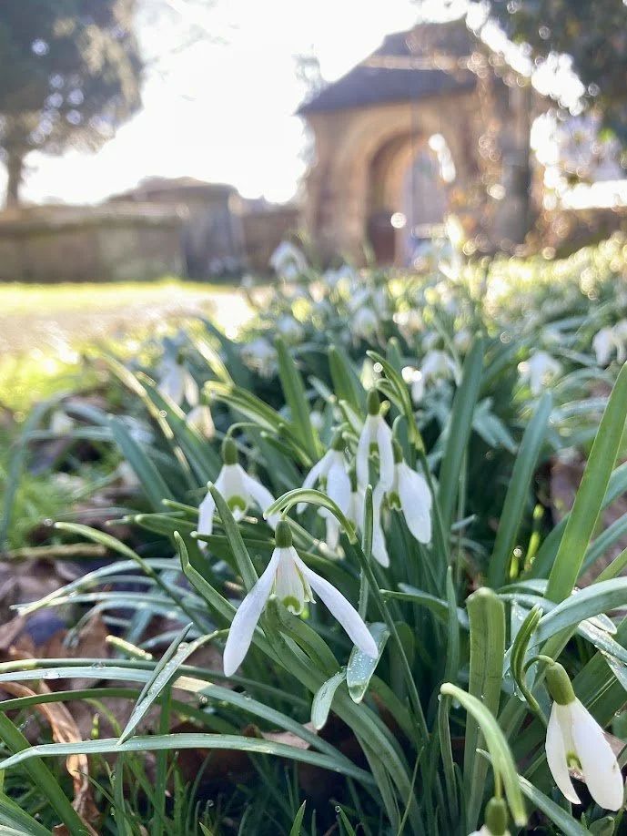 Close-up of snowdrop flowers in a garden with an old stone building blurred in the background.