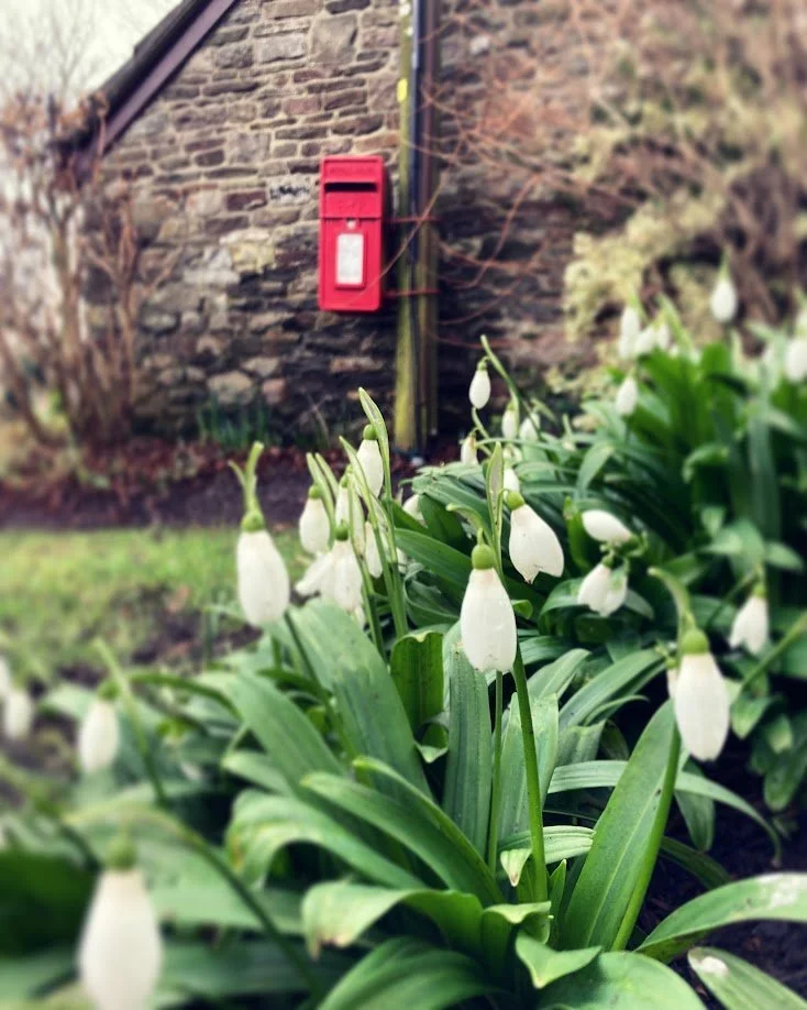White snowdrop flowers in bloom in a garden with a brick wall and a red fire alarm box in the background.