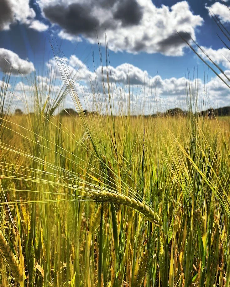 Close-up of a barley or wheat field under a partly cloudy sky.