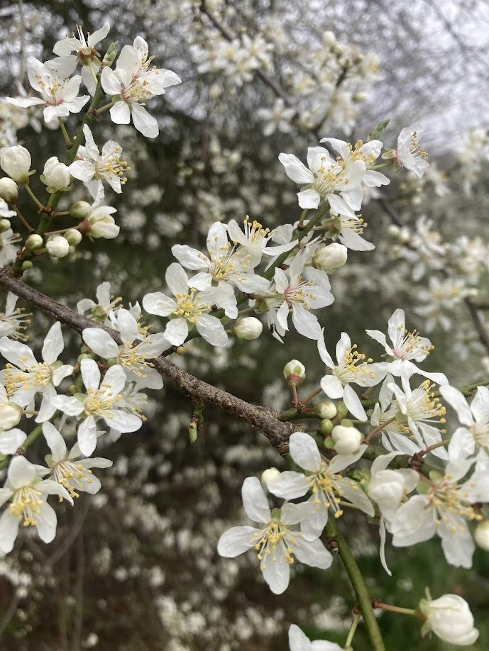 Close-up of white flowering blossoms on a tree branch.