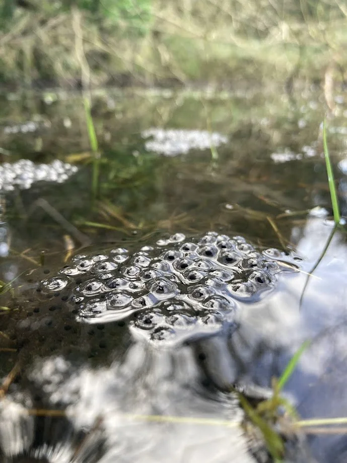 Frog eggs in a pond with green grass and water reflections.
