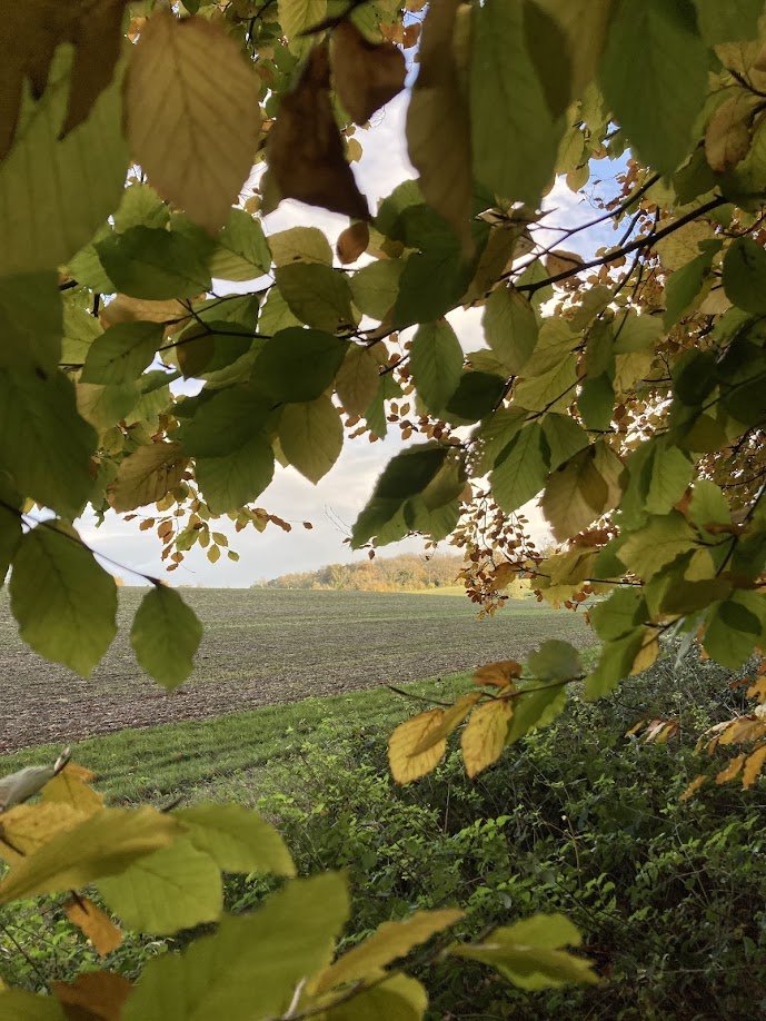 Leaves framing a field with distant trees and a cloudy sky.