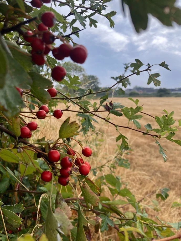 Red berries on green leafy branches with a field and cloudy sky in the background.