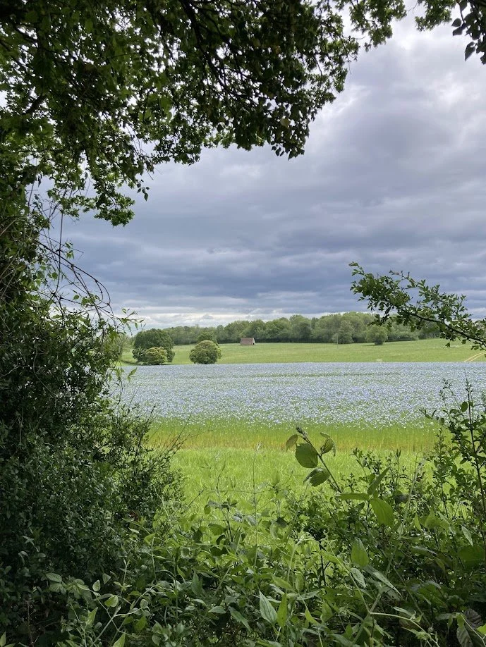 A view through bushes and trees of a large green field with a blue flower-covered meadow, a small barn in the distance, and a cloudy sky overhead.