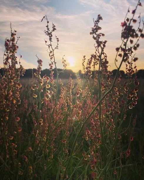 Wildflowers at sunset with sunlight shining through the flowers and a cloudy sky.