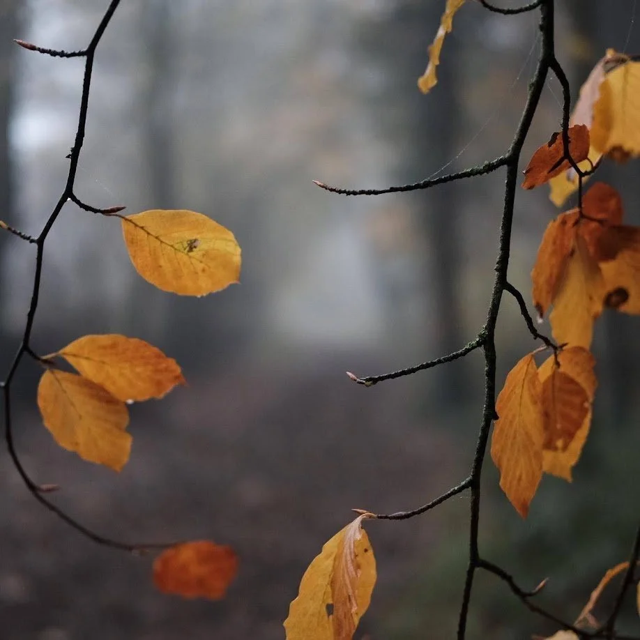 Close-up of autumn yellow and orange leaves on a dark, slender tree branch, with a blurry background of a foggy or misty outdoor scene.