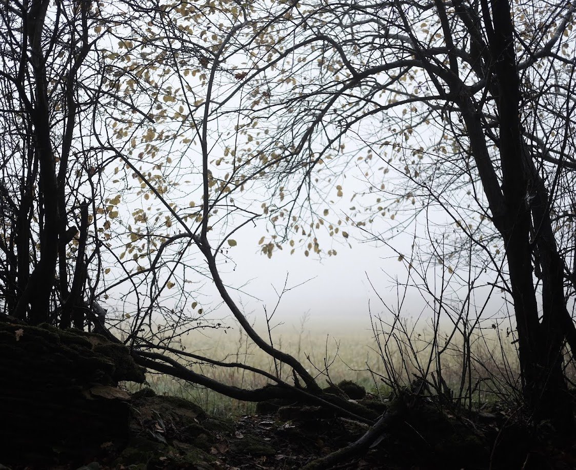 A misty outdoor scene viewed through tree branches with sparse leaves, fog obscuring the background.