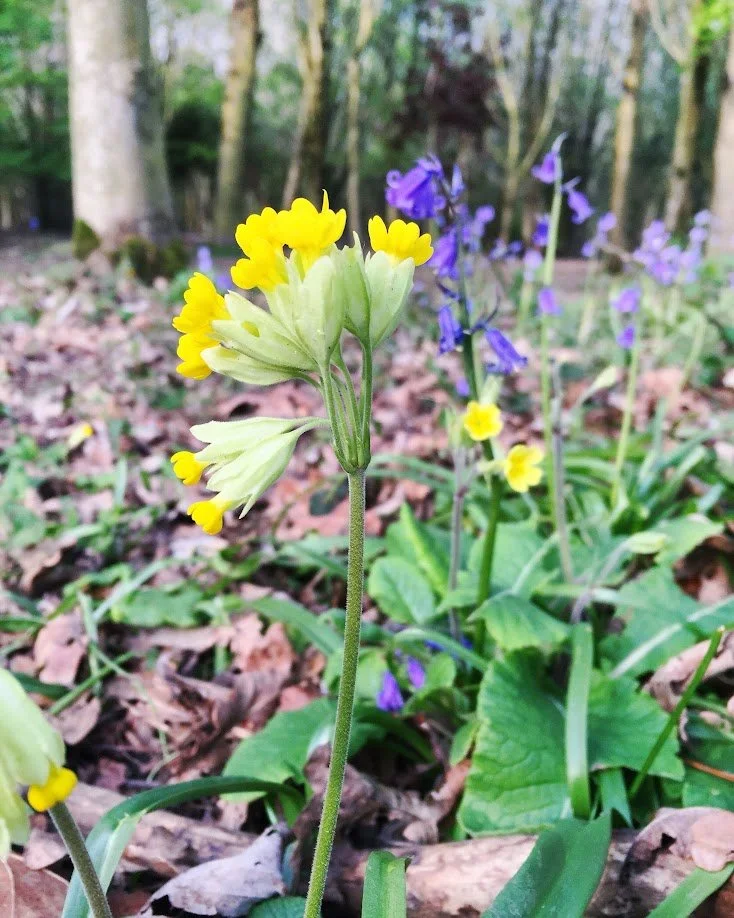 Close-up of a yellow wildflower in a forest with purple bluebells and fallen leaves on the ground.
