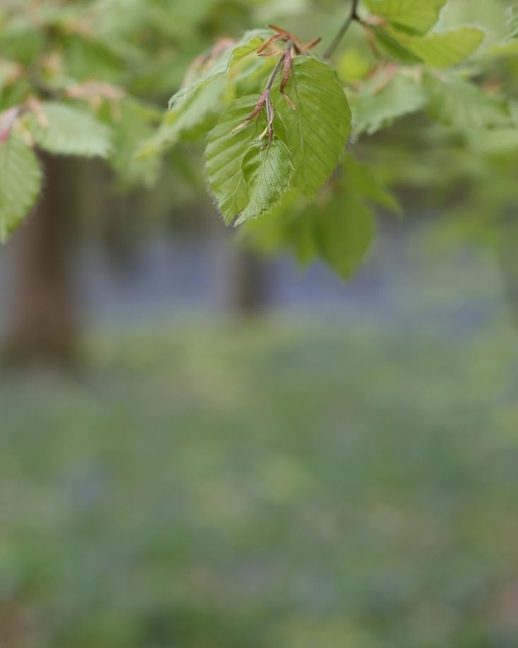 Close-up of green leaves on a tree branch with a blurred outdoor background.