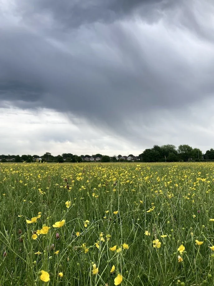 A field of yellow wildflowers under a cloudy, stormy sky with dark clouds and a distant residential area with trees.