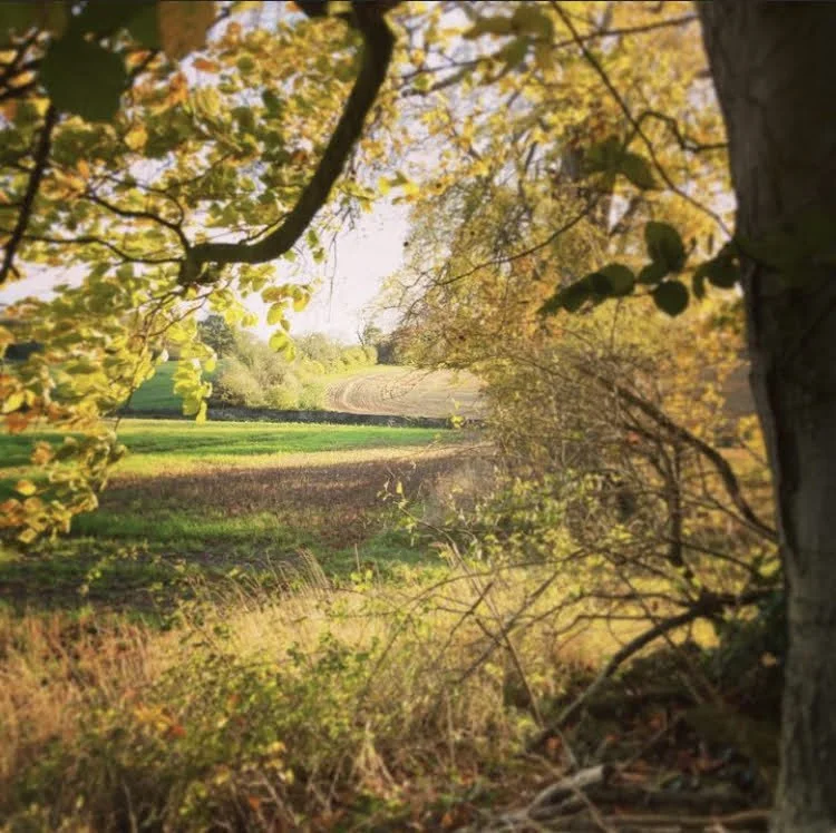 A scenic view of a field with a dirt path, surrounded by trees with yellow and green leaves during autumn.