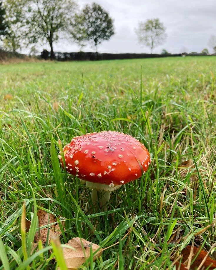 Close-up of a red and white spotted mushroom growing in green grass in an open field with trees and cloudy sky in the background.