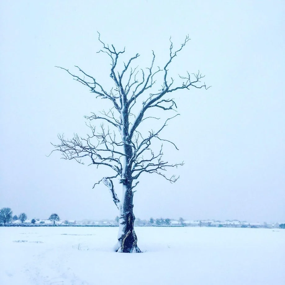 A leafless tree in a snowy field during winter.