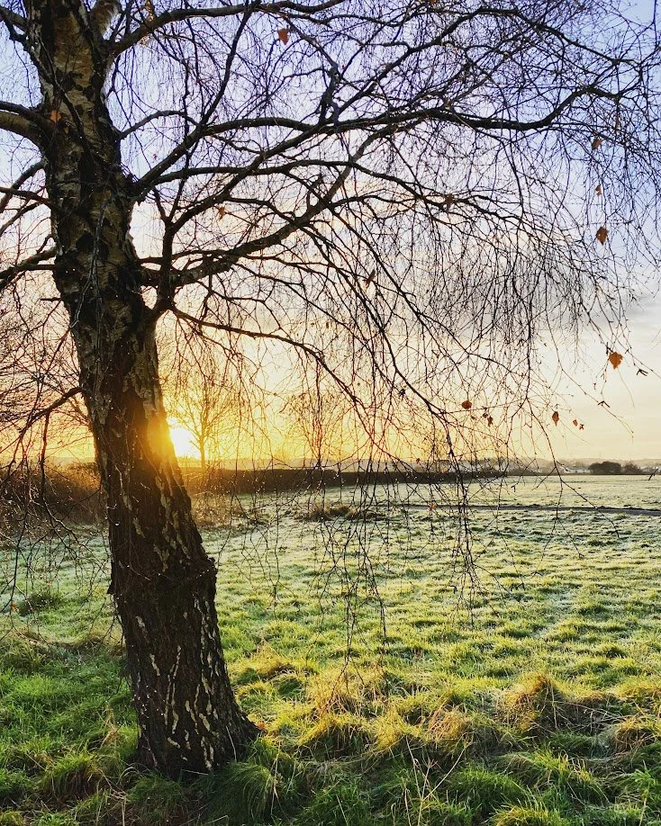 A leafless tree standing in a grassy field at sunrise or sunset, with the sun partially visible near the horizon and casting a warm glow across the landscape.