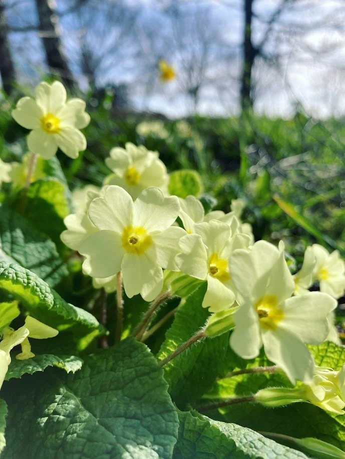 Close-up of light yellow primrose flowers with green leaves and a blurred background.