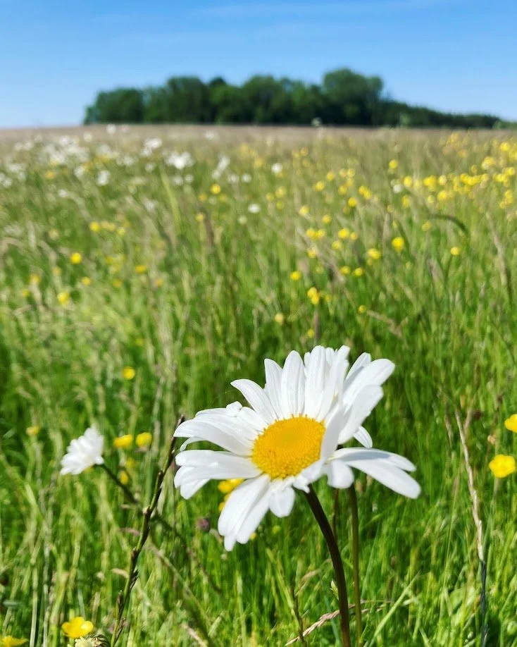 Close-up of a white daisy flower with a yellow center in a meadow filled with yellow wildflowers, with trees and a blue sky in the background.