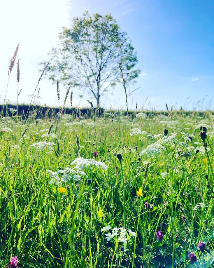 A grassy field with wildflowers and a large tree in the background under a blue sky.