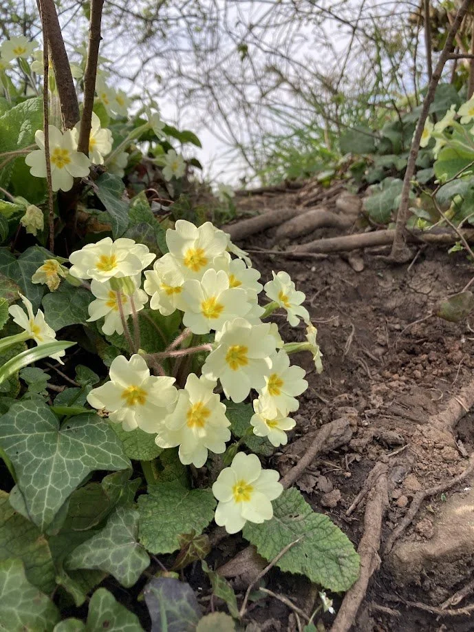 Close-up of yellow primrose flowers with green ivy leaves on soil and roots.