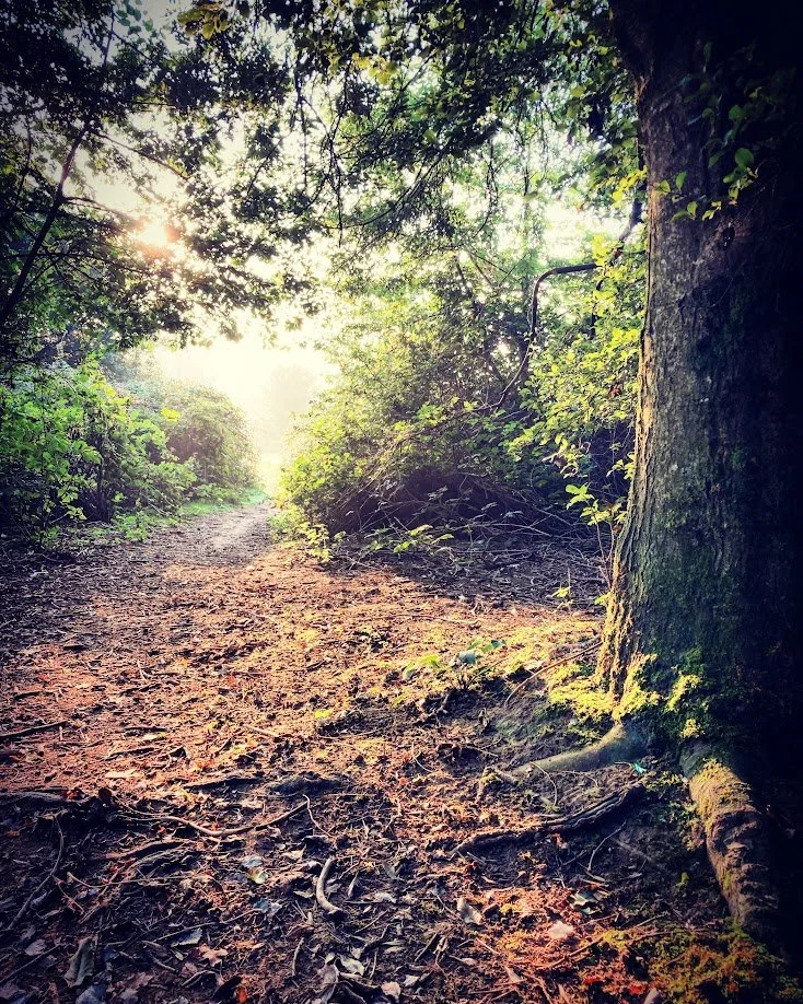 A sunlit forest trail with soil and leaf litter, surrounded by dense green trees and bushes, with sunlight filtering through the canopy.
