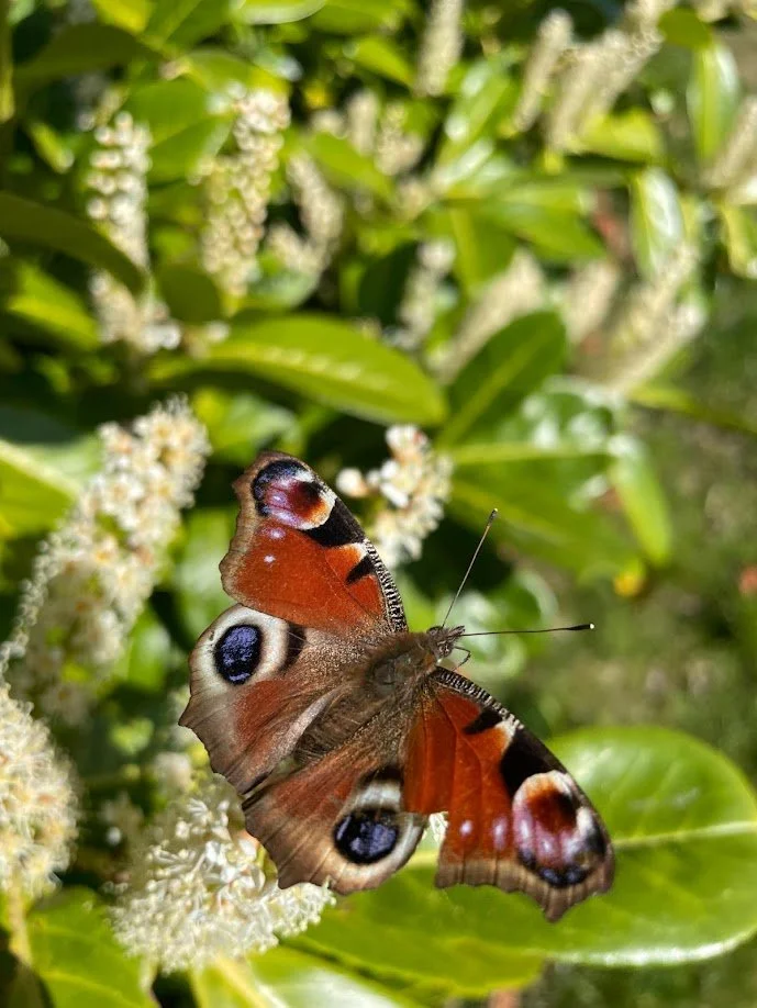 Close-up of a butterfly with eye-like patterns on its wings perched on white flowers amidst green foliage.