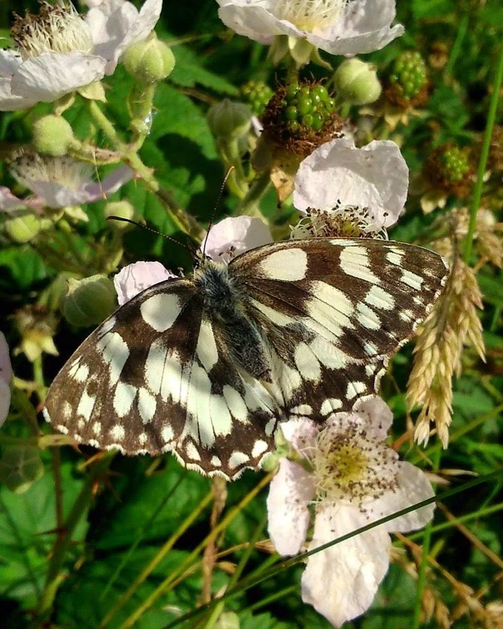 A butterfly with black and white patterned wings perched on a white flower among green foliage.