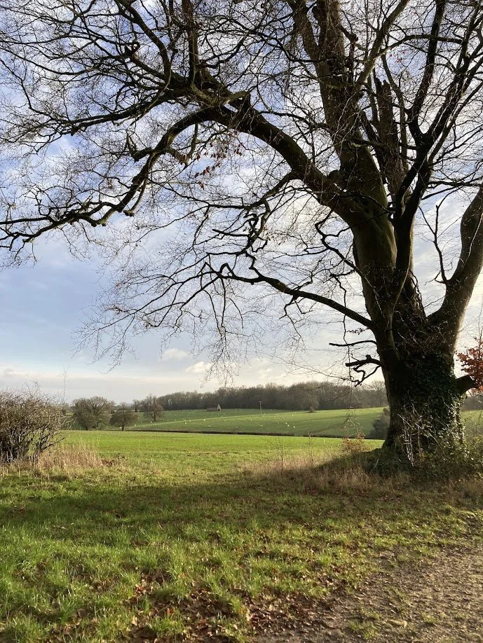 A large, leafless tree with twisted branches standing on a grassy field under a cloudy sky, with distant rolling hills and other trees in the background.