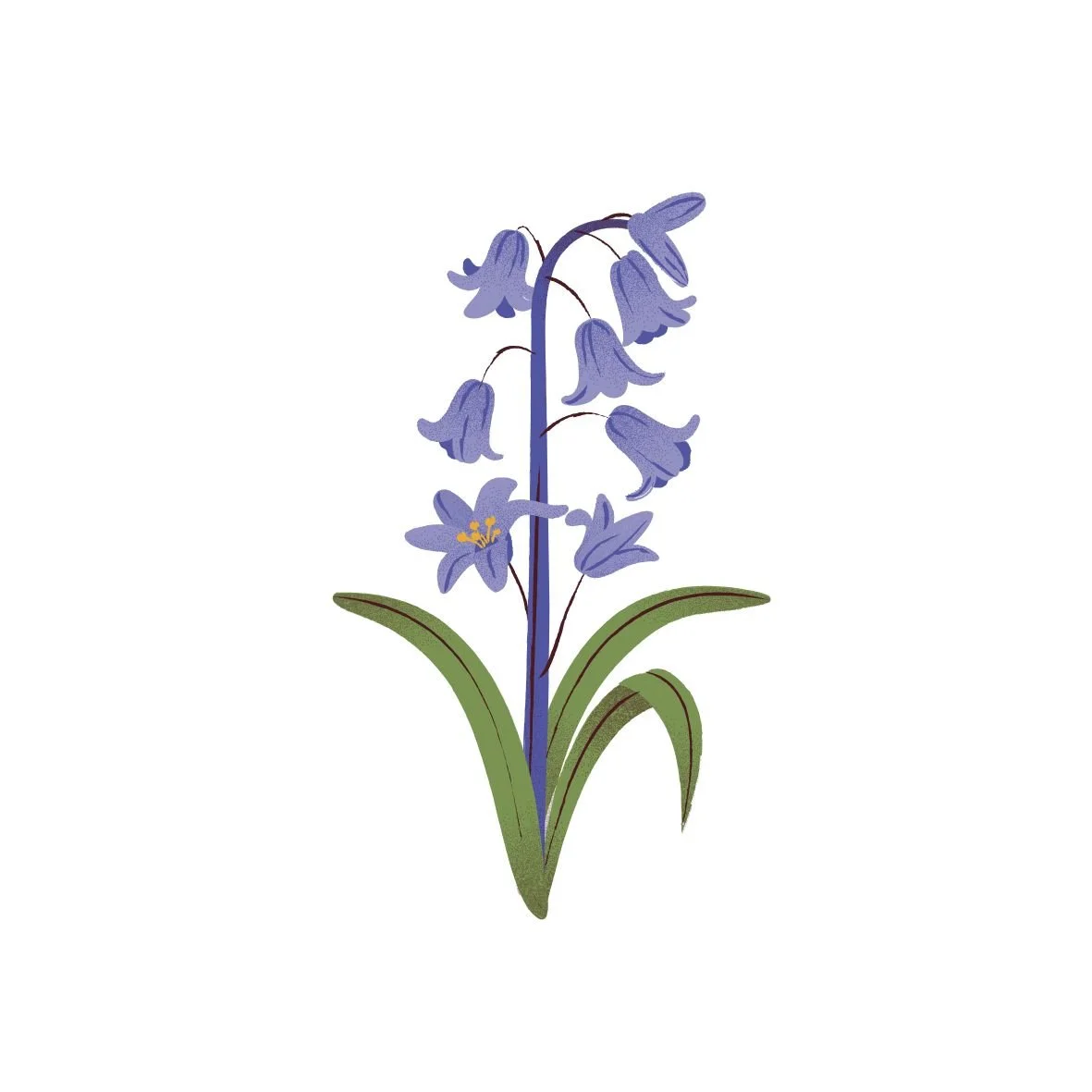 Illustration of a bluebell flower with purple bell-shaped flowers, green leaves, and a tall stem.