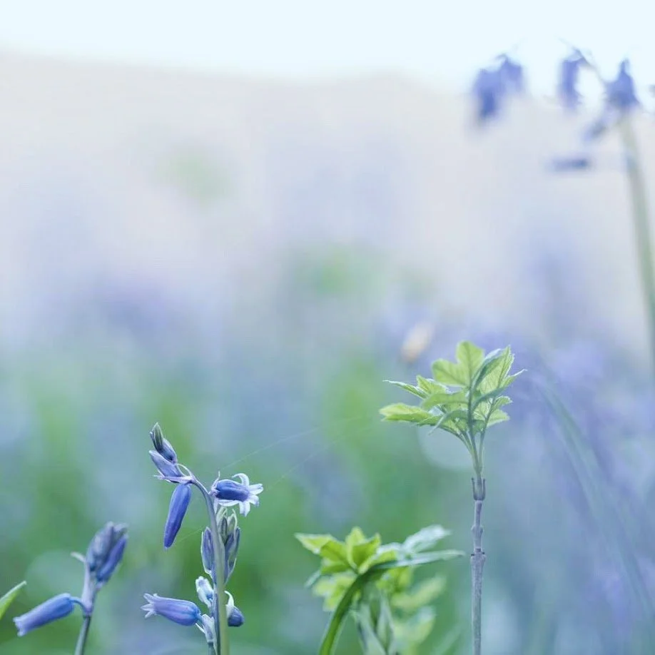 Close-up of purple flowers and green leaves with a soft-focus background of more plants and sky.