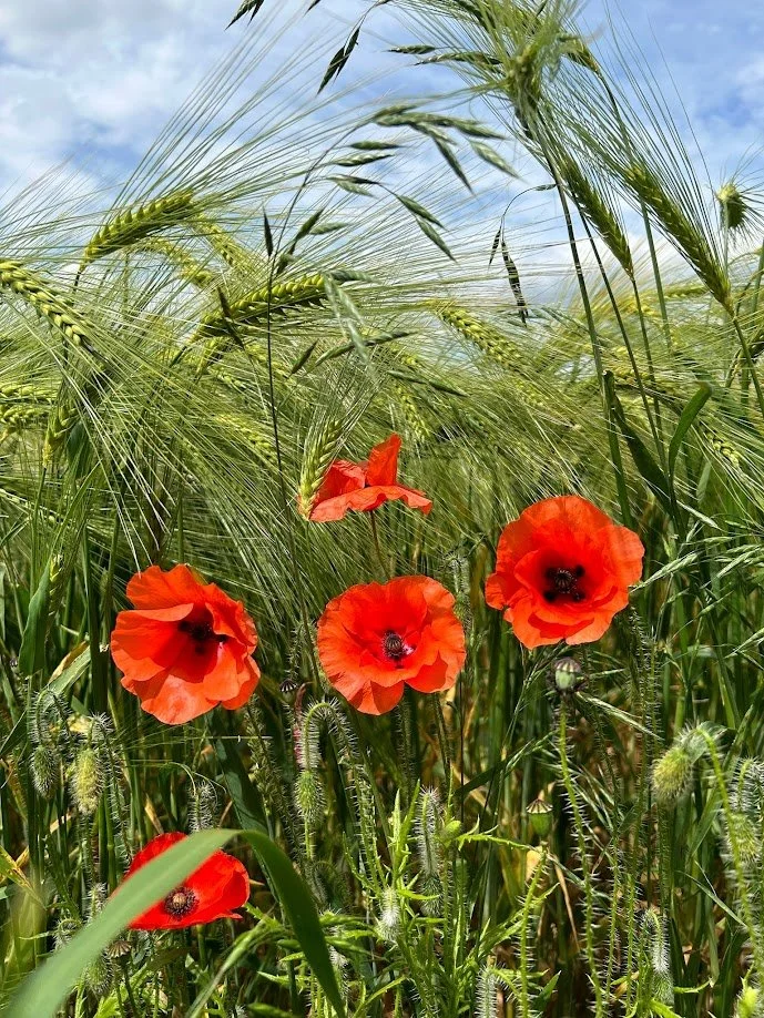 Bright red poppies growing among tall green wheat stalks under a partly cloudy sky.