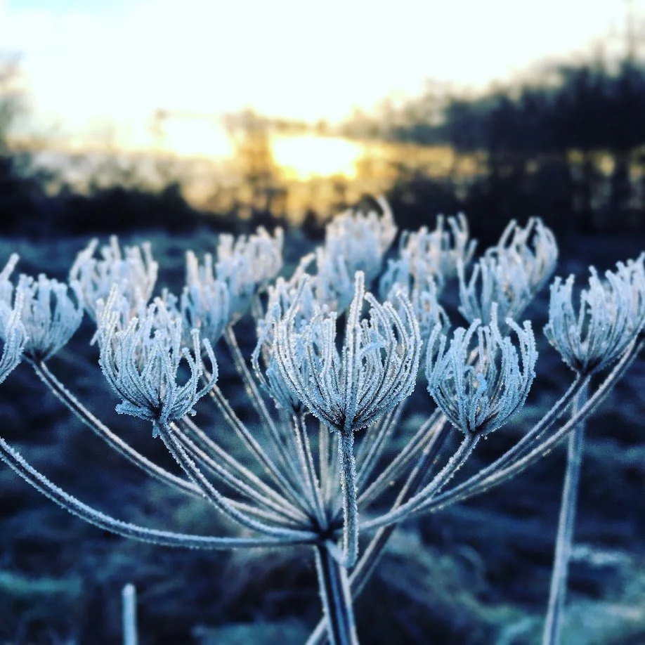 Frost-covered wildflowers at sunrise or sunset.