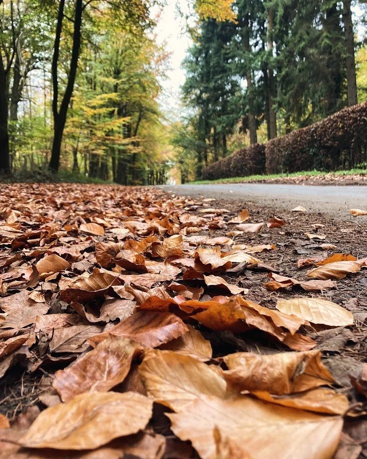 A trail through a forest with fallen autumn leaves on the ground, lined by trees with changing leaves.