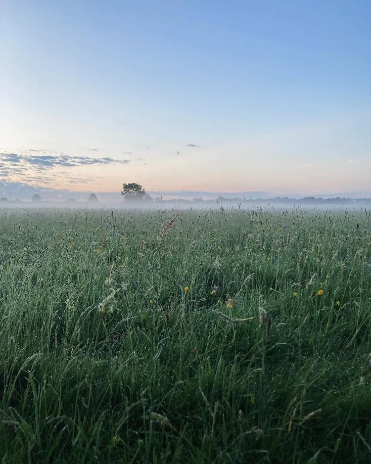 A foggy field of tall green grass with a distant tree and a cloudy sky at sunrise or sunset.