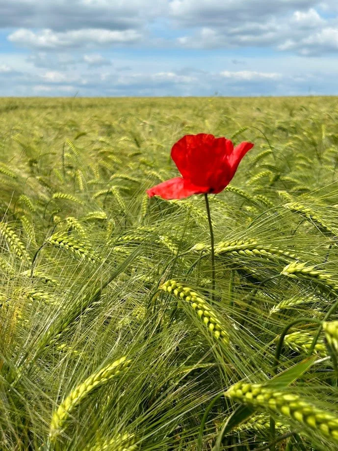 A red poppy flower standing tall among green wheat stalks in a vast field under a blue sky with scattered clouds.