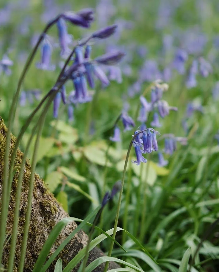 Bluebell flowers growing near a moss-covered log in a green, lush environment