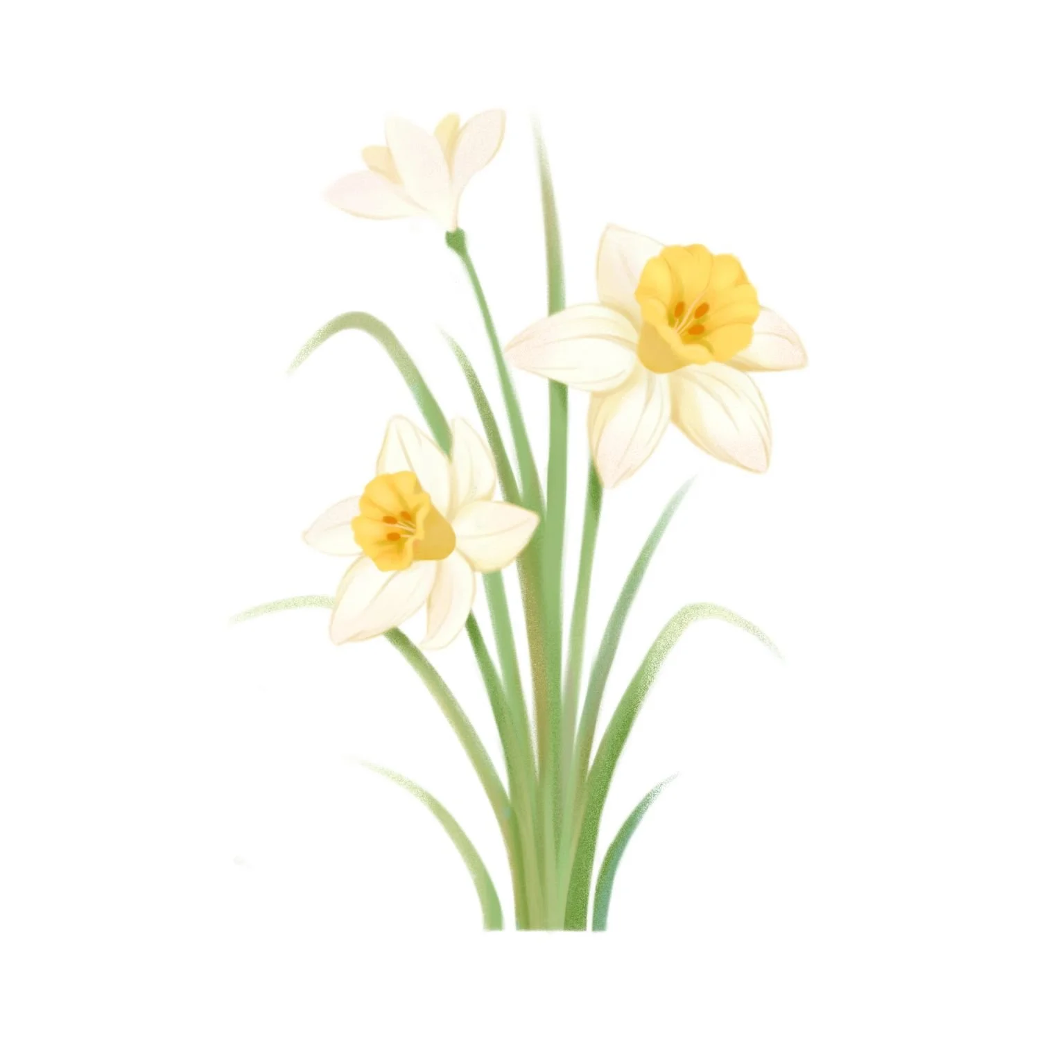 A watercolor painting of a bunch of daffodil flowers with cream and yellow petals, green stems, and leaves on a white background.