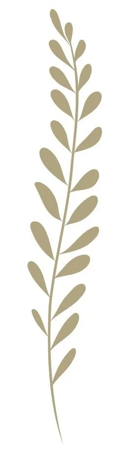 Illustration of a slender plant with oval-shaped leaves arranged along the stem.