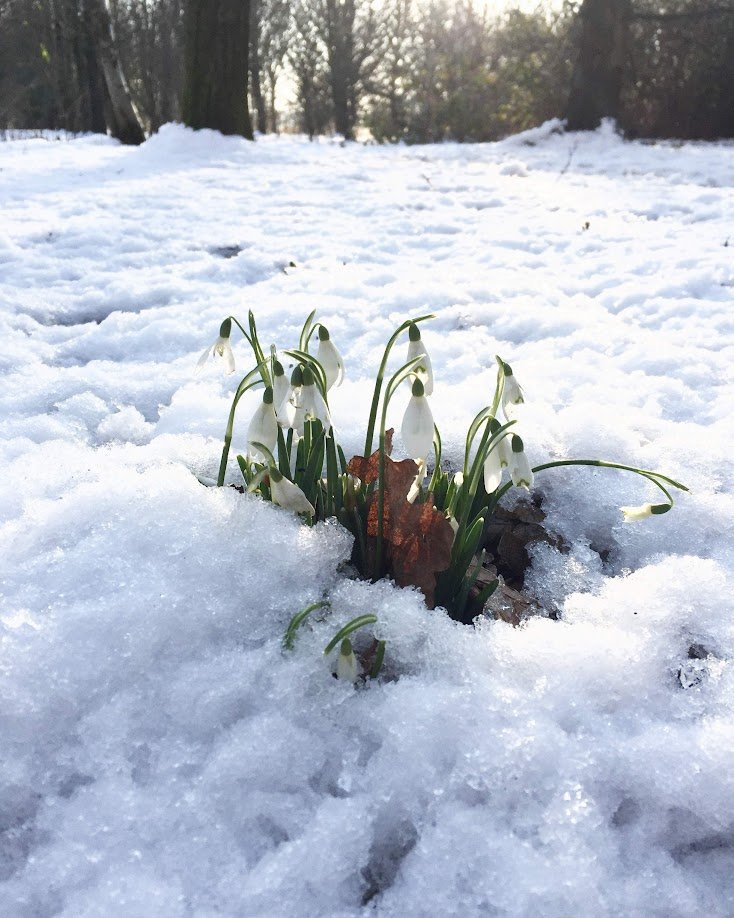 Snow-covered ground with blooming snowdrops and a fallen leaf in a winter landscape.