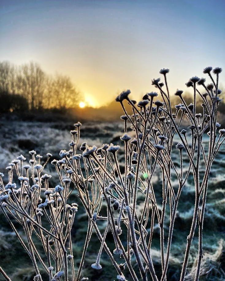Frozen wildflowers on a frosty landscape at sunrise with trees in the background.