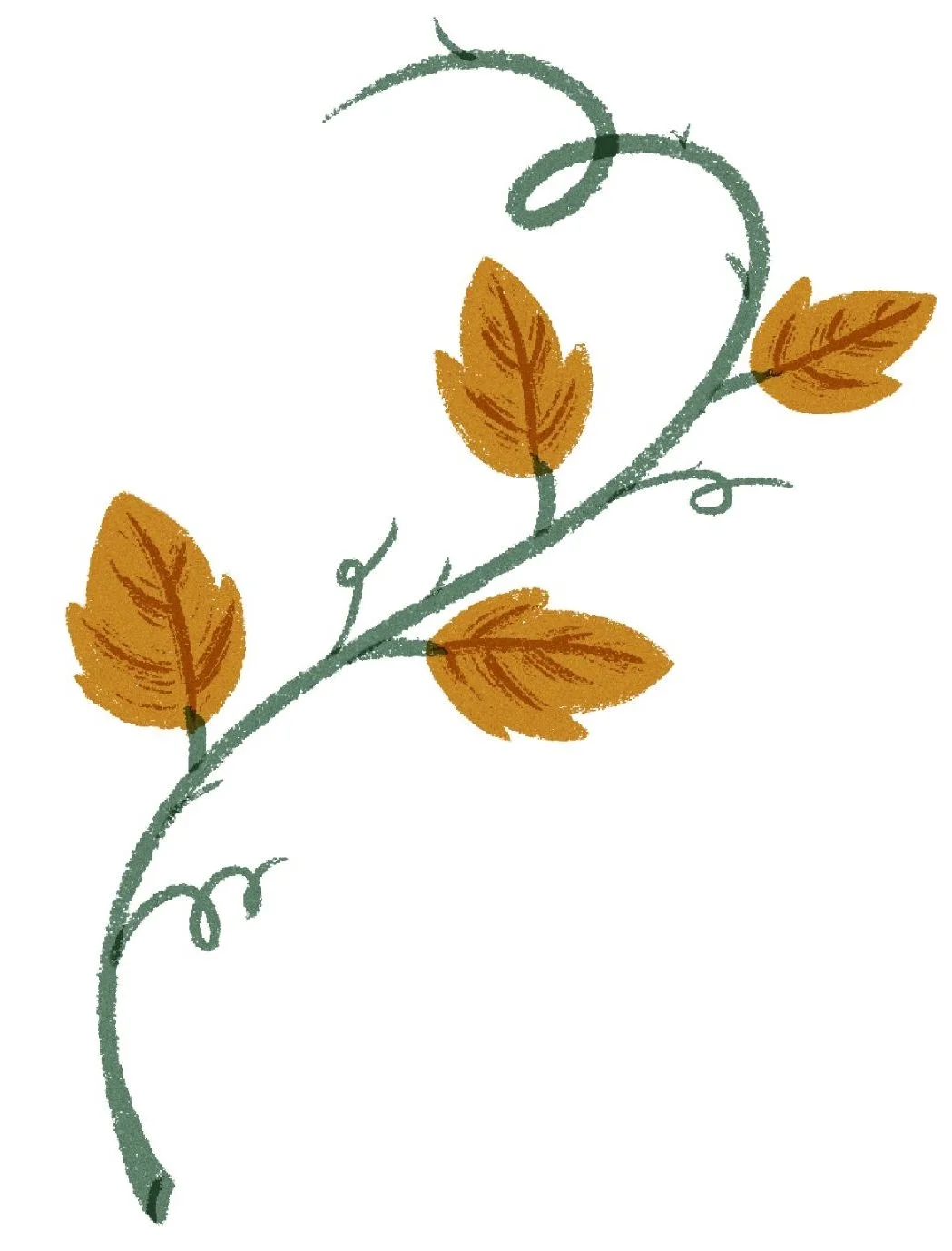 Illustration of a plant with a curved green vine and five brown leaves.