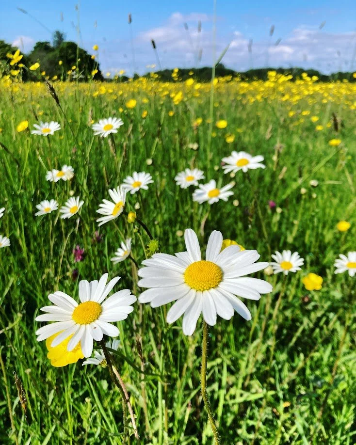 Wild daisies and yellow flowers in a green meadow under a blue sky with clouds.