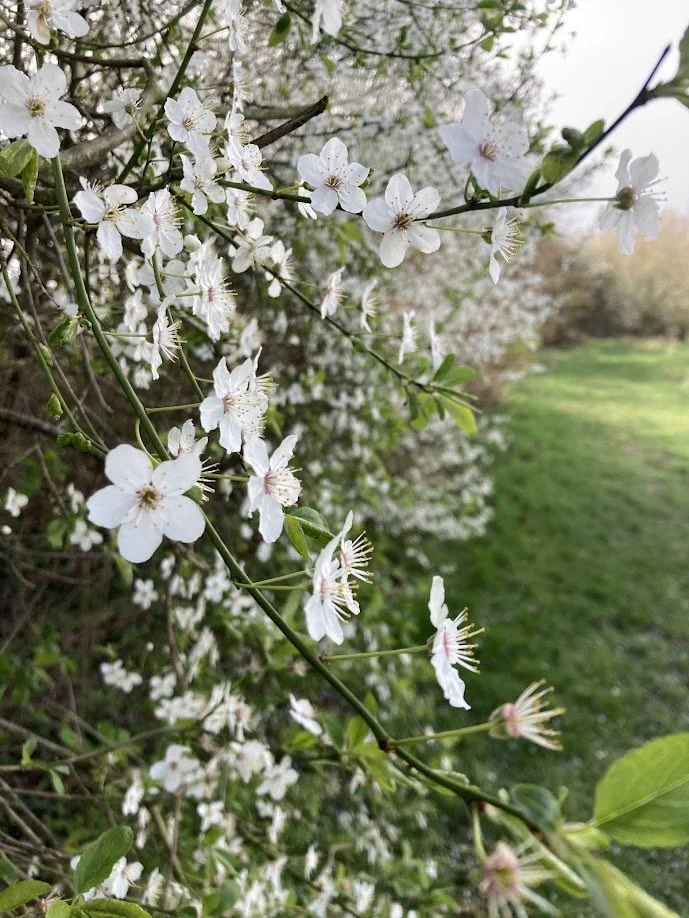 Close-up of white blossoms on a flowering shrub with a grassy field in the background.